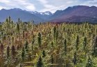 Besides smoking, what are other utilities of hemp?